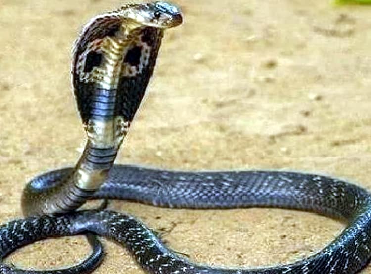 थाने में अलमारी से फाइल निकाल रहा था पुलिसकर्मी, अंदर निकले 21 सांप