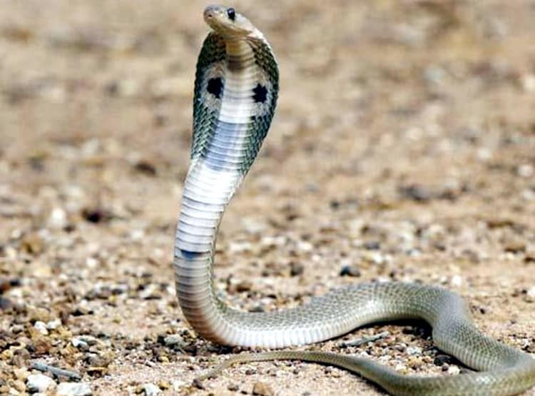 थाने में अलमारी से फाइल निकाल रहा था पुलिसकर्मी, अंदर निकले 21 सांप