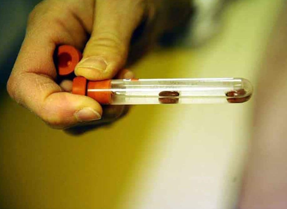 कोरोना के बाद चीन में कीड़े से फैल रहा नया वायरस, ये हैं लक्षण