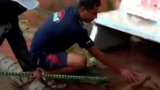 सड़क किनारे बैंच के नीचे था मगरमच्छ, देखते ही लोगों के हाथ-पांव फूले