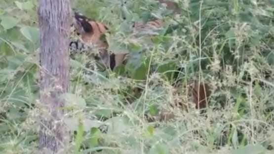 पन्ना टाइगर रिजर्व में बाघों की मौत जारी, 7 माह के अंदर 5वीं मौत