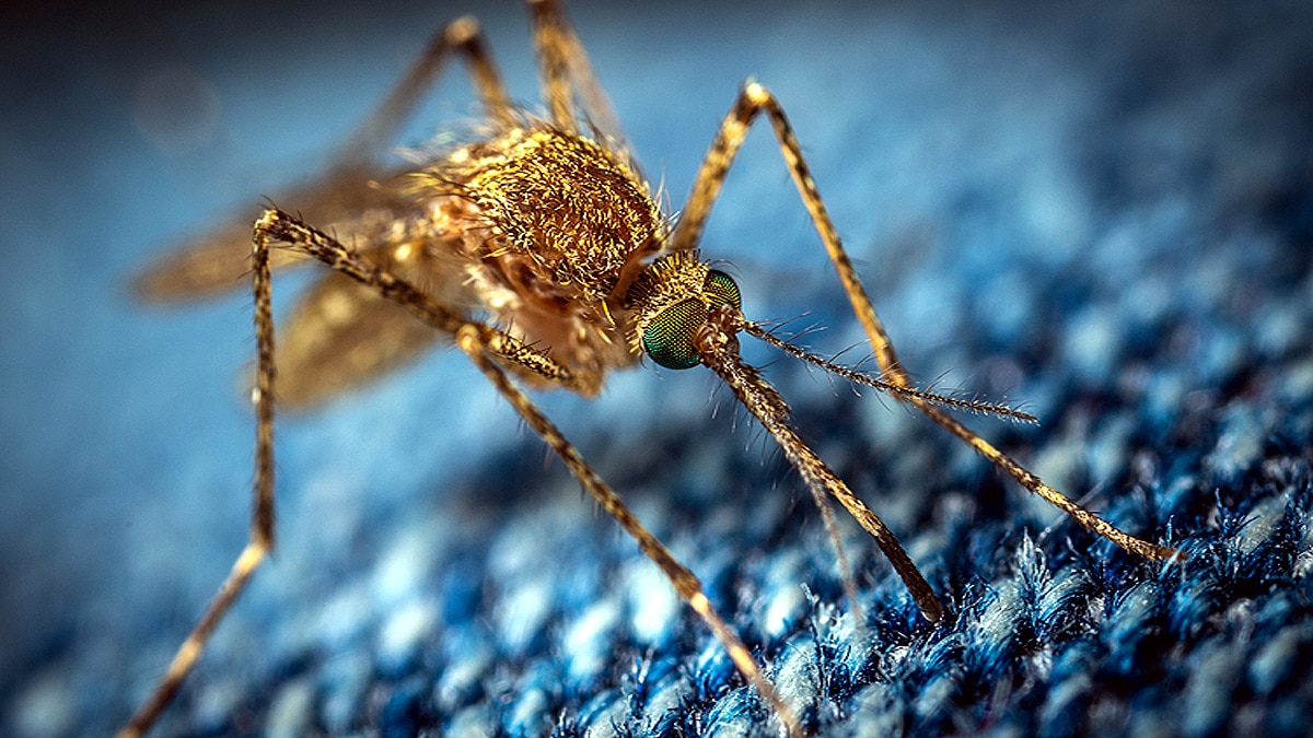 genetically engineered mosquitoes