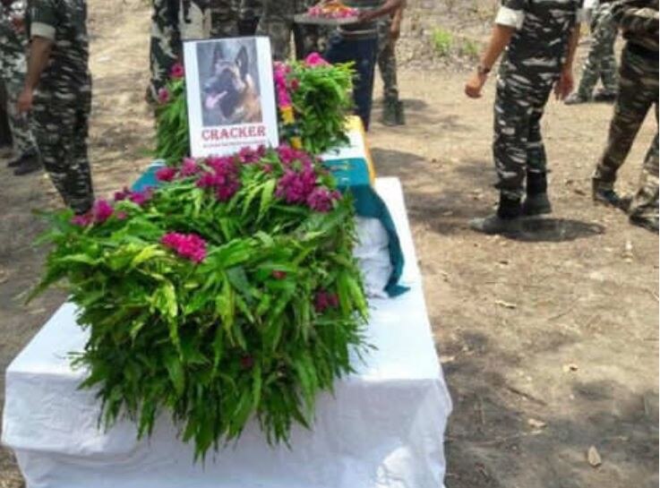 श्वान दस्ता