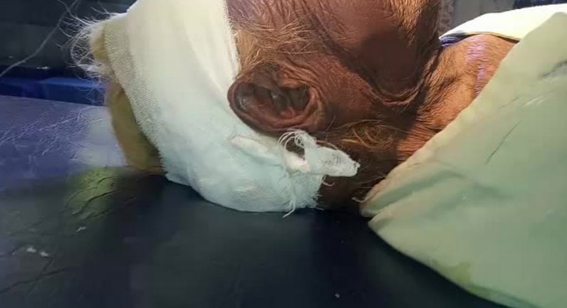 एक बेटा अफसर दूसरा नेता, सड़कों पर पड़ी मिली बूढ़ी मां, सिर में पड़े कीड़े