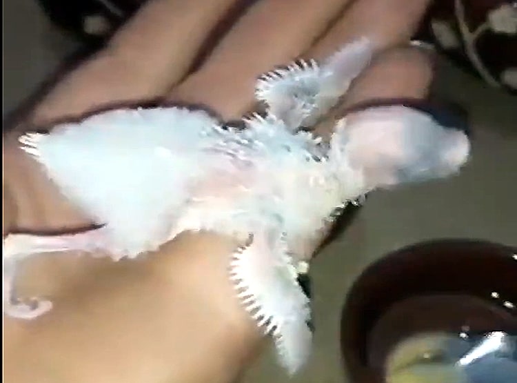 अनाथ तोते के बच्चे को पालकर इस तरह बड़ा किया, वीडियो वायरल