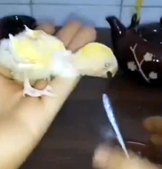 अनाथ तोते के बच्चे को पालकर इस तरह बड़ा किया, वीडियो वायरल