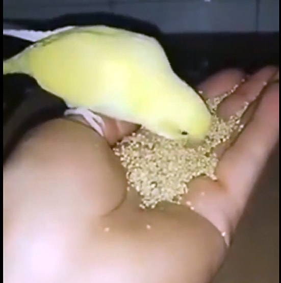 अनाथ तोते के बच्चे को पालकर इस तरह बड़ा किया, वीडियो वायरल