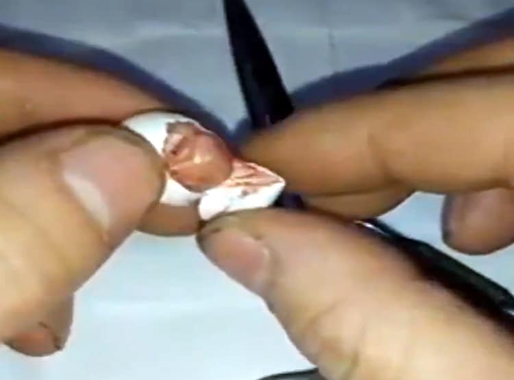 अनाथ तोते के बच्चे को पालकर इस तरह बड़ा किया, वीडियो वायरल