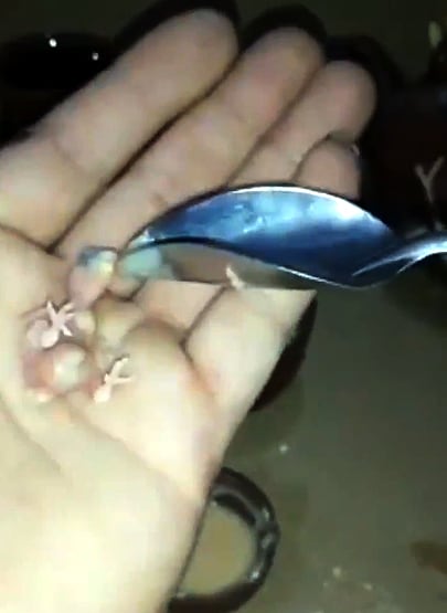 अनाथ तोते के बच्चे को पालकर इस तरह बड़ा किया, वीडियो वायरल