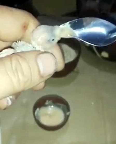 अनाथ तोते के बच्चे को पालकर इस तरह बड़ा किया, वीडियो वायरल