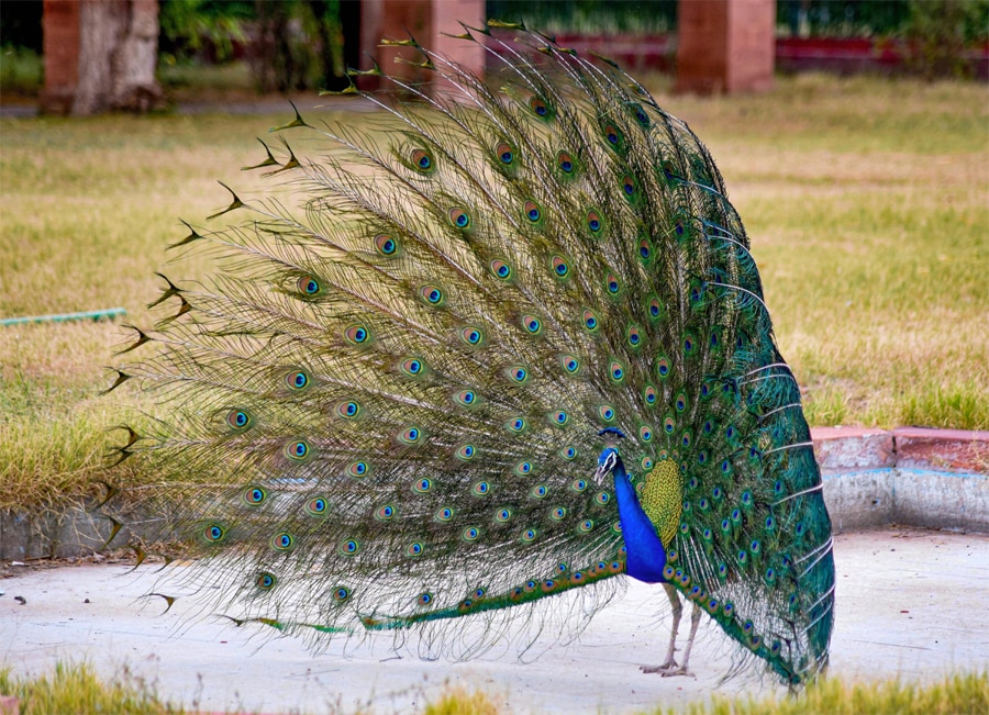 Significance Of Keeping Peacock Feather At Home