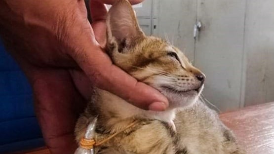 'गंभीर अपराध' के लिए बिल्ली गिरफ्तार, लेकिन फिर जेल से हो गई फरार