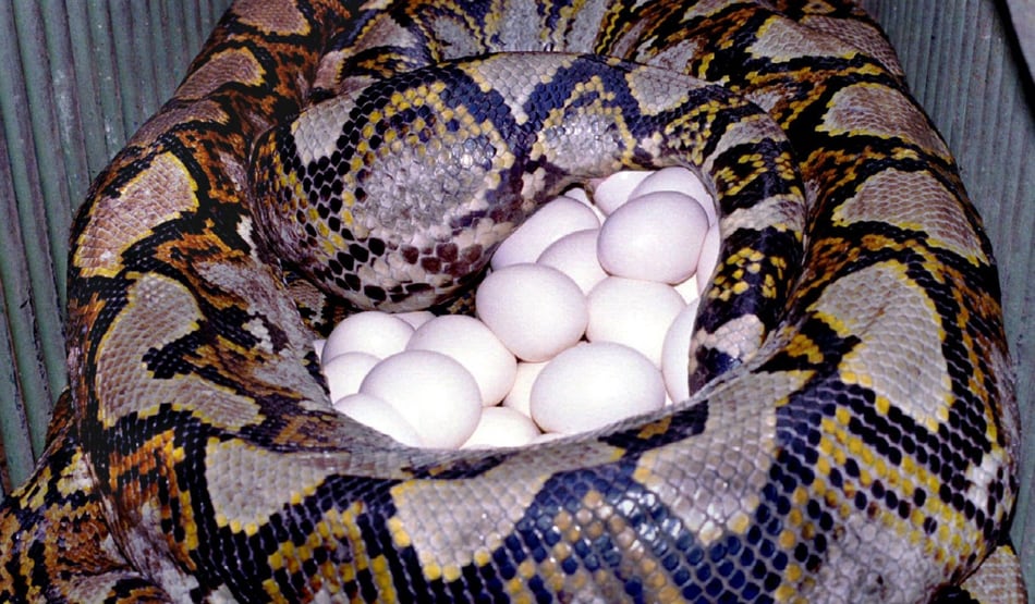 स्कूल में गायब होने लगी बतखें, हुआ खुलासा तो उड़े सबके होश