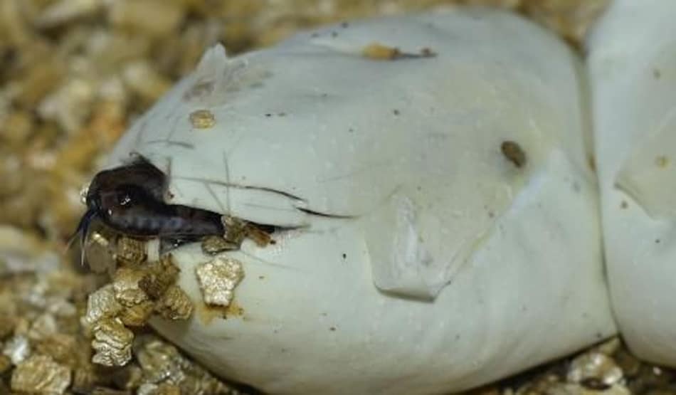 स्कूल में गायब होने लगी बतखें, हुआ खुलासा तो उड़े सबके होश