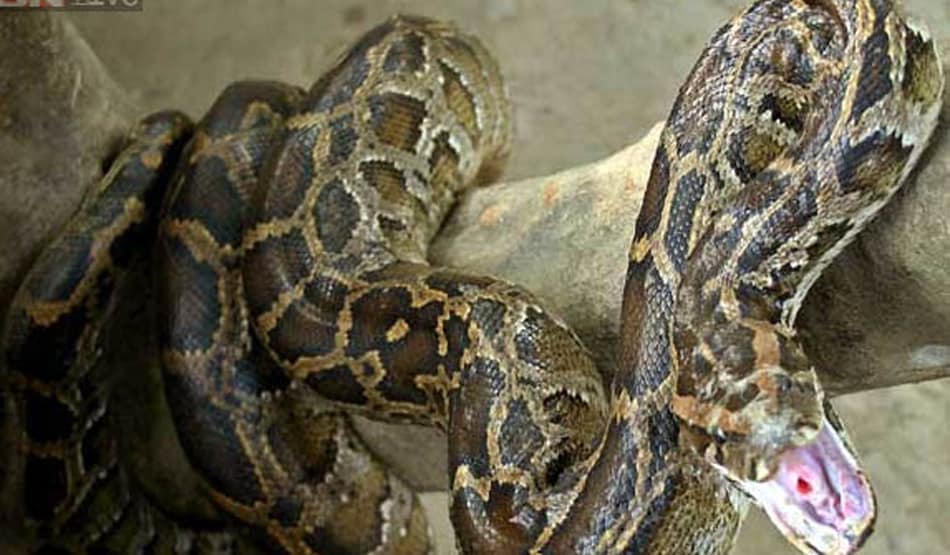 स्कूल में गायब होने लगी बतखें, हुआ खुलासा तो उड़े सबके होश