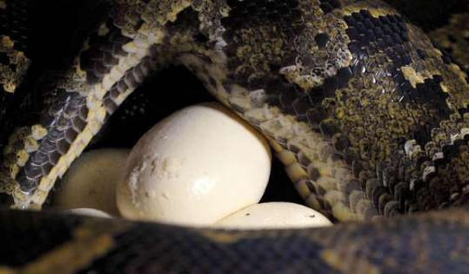 स्कूल में गायब होने लगी बतखें, हुआ खुलासा तो उड़े सबके होश