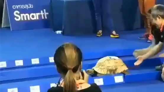 VIDEO: जब रियल लाइफ में कछुए ने खरगोश को रेस में हरा दिया