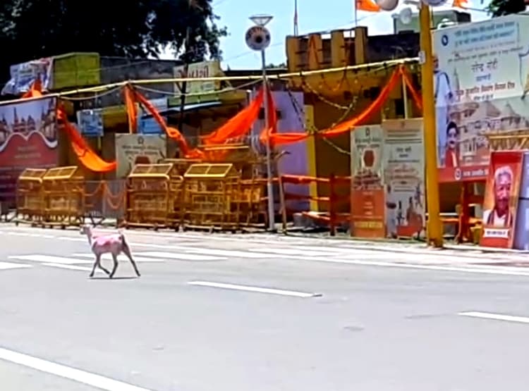 PM मोदी कर रहे थे भूमि पूजन, गेट पर 2 बकरियों के आने से मचा हड़कंप