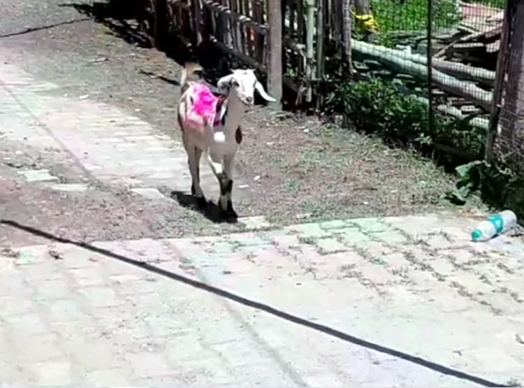 PM मोदी कर रहे थे भूमि पूजन, गेट पर 2 बकरियों के आने से मचा हड़कंप