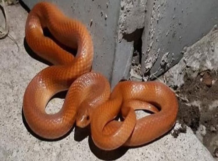 84 साल बाद नैनीताल में दिखा लाल रंग का दुर्लभ सांप, खुकरी जैसे दांत