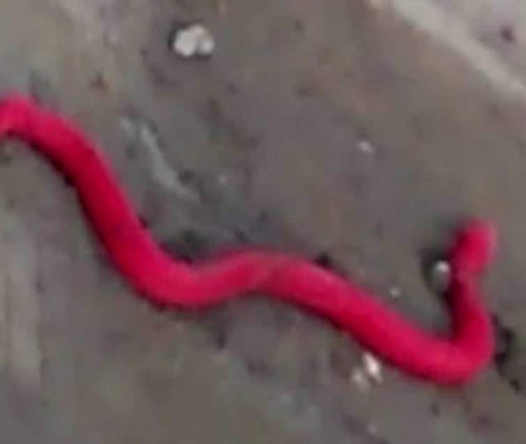 84 साल बाद नैनीताल में दिखा लाल रंग का दुर्लभ सांप, खुकरी जैसे दांत