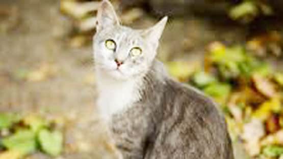 मुंबई: 19 बिल्लियों की मौत बनी पहेली, जांच में जुटी पुलिस