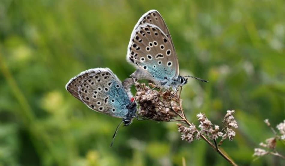 विलुप्त हो चुकी थी दुर्लभ और सबसे बड़ी नीली तितली, 150 साल बाद लौटी