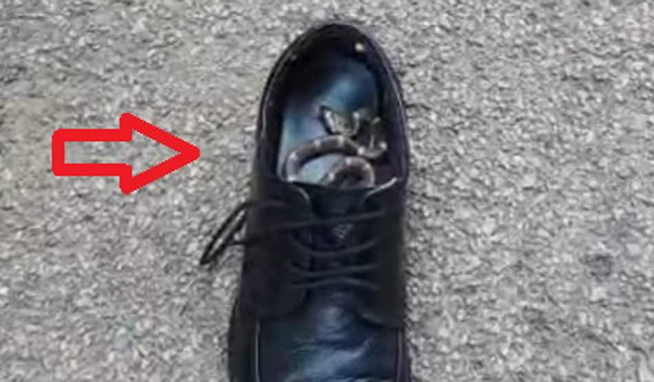 एसपी के जूते में छिपा था जहरीला सांप, मोजे निकालते समय किया हमला