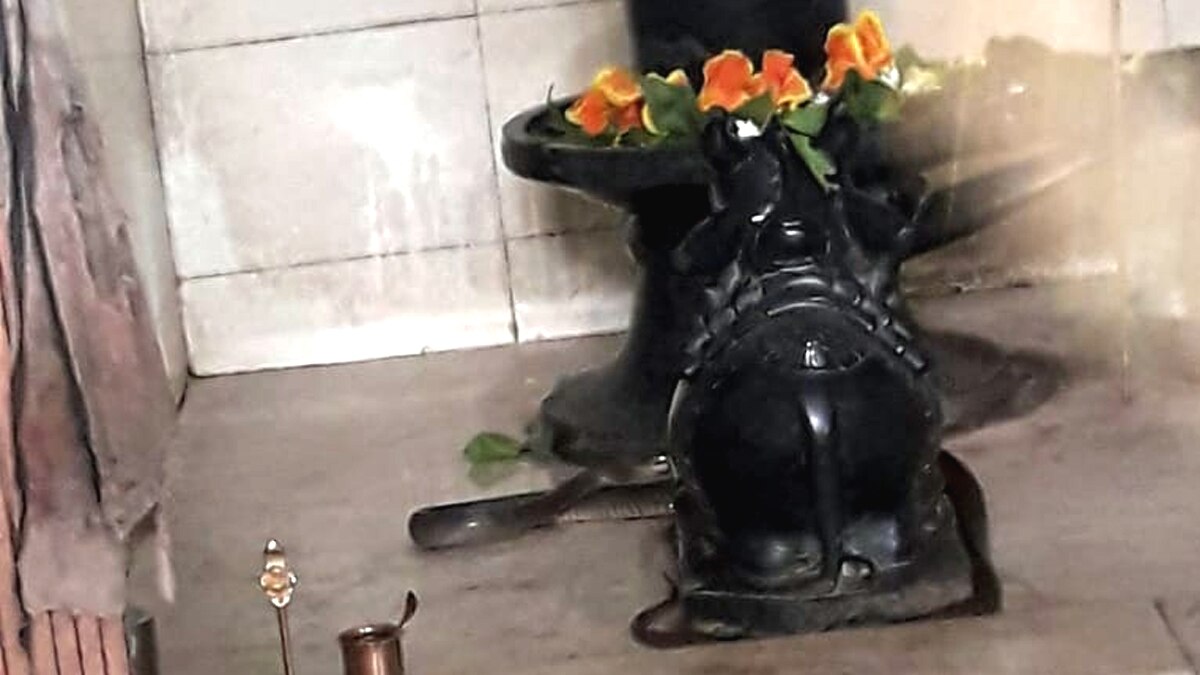 मंदिर में नाग.