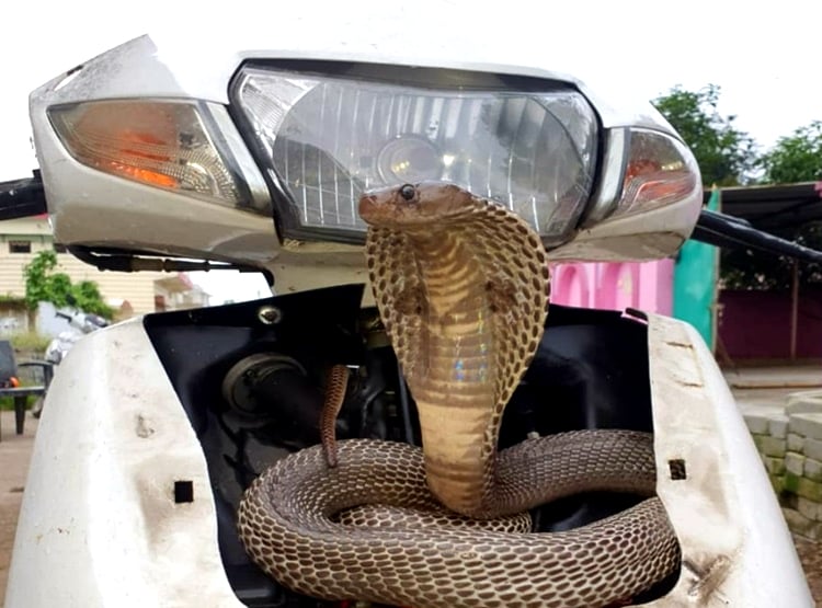 एक्टिवा के अगले हिस्से को खोला तो... अंदर फन फैलाकर बैठा था नाग