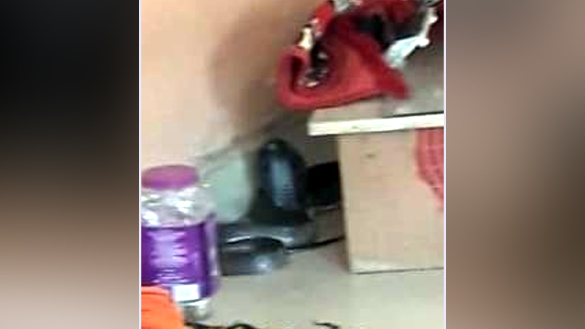 मंदिर में नाग.