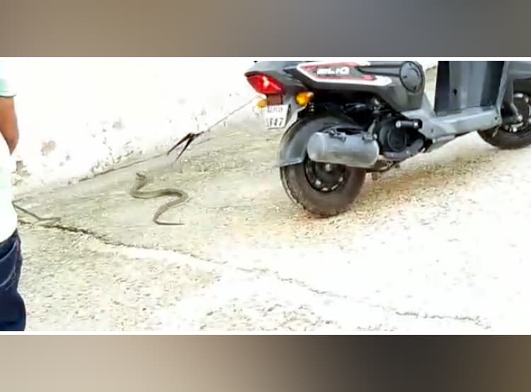 स्कूटी में घुसा सांप तो ढाई घंटे चला रेस्क्यू, इस तरीके से निकला बाहर