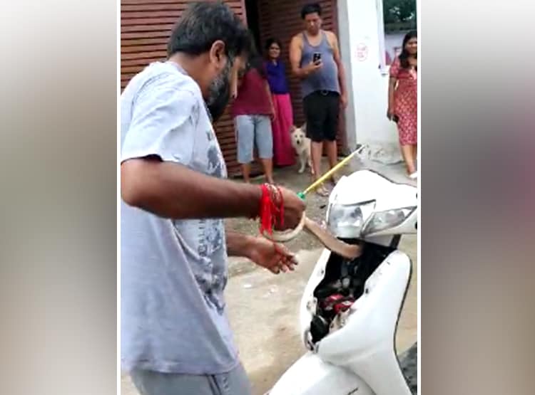 एक्टिवा के अगले हिस्से को खोला तो... अंदर फन फैलाकर बैठा था नाग