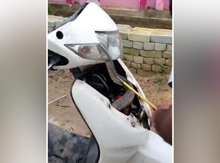 एक्टिवा के अगले हिस्से को खोला तो... अंदर फन फैलाकर बैठा था नाग