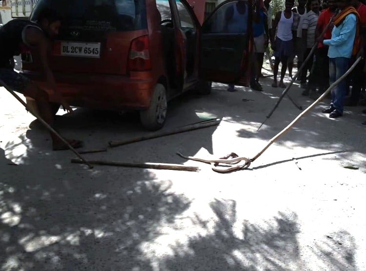 कार के बोनट में घुसा सांप, 2 घंटे की मशक्कत के बाद निकाला जा सका