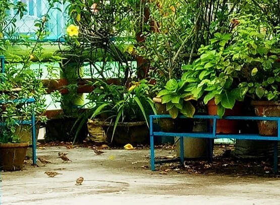 चिड़ियों को दाना चुगाते दिखा एक साल का बच्चा, तस्वीरें वायरल