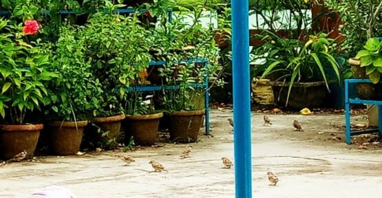 चिड़ियों को दाना चुगाते दिखा एक साल का बच्चा, तस्वीरें वायरल