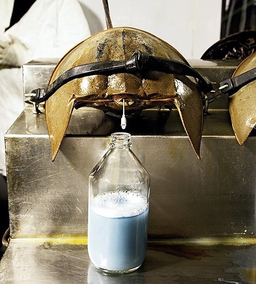 इस जीव के नीले खून से बनेगी कोरोना वैक्सीन, 11 लाख रु. लीटर कीमत