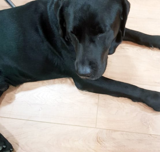 सुशांत के पिता के पास रहने लगा है उनका सबसे चहेता डॉगी, देखें तस्वीरें