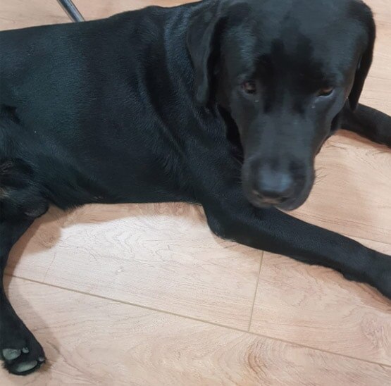 सुशांत के पिता के पास रहने लगा है उनका सबसे चहेता डॉगी, देखें तस्वीरें