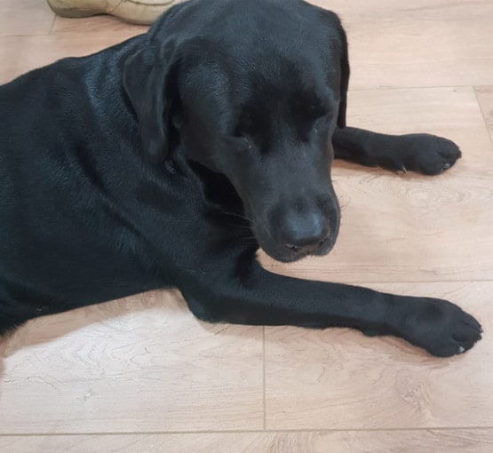 सुशांत के पिता के पास रहने लगा है उनका सबसे चहेता डॉगी, देखें तस्वीरें