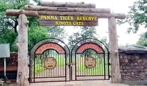 पन्ना टाइगर रिजर्व में हाथी ने रेंजर को पटक-पटक कर मार डाला