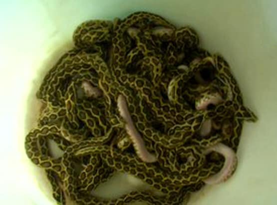 'सबसे जहरीले सांप' ने दिया 33 बच्चों को जन्म, फोटो हुई वायरल