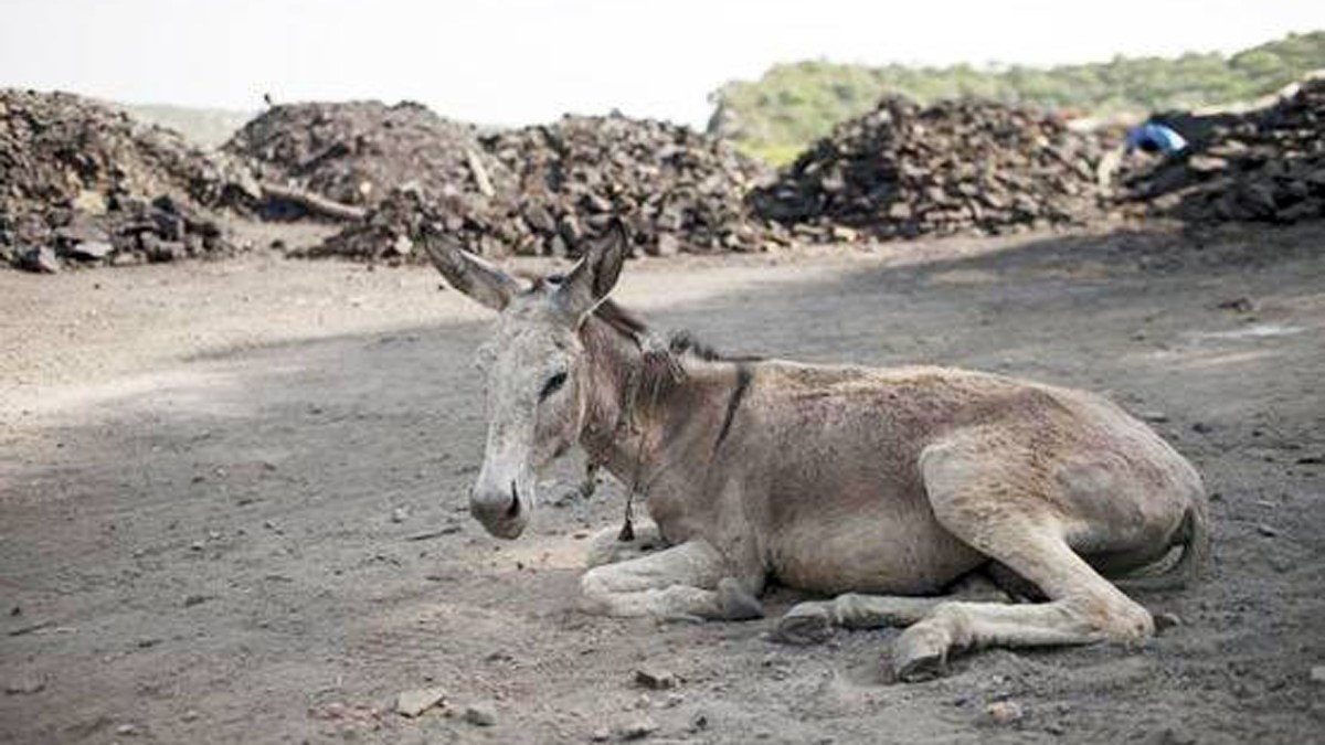 File Photo Donkey File Photo Donkey