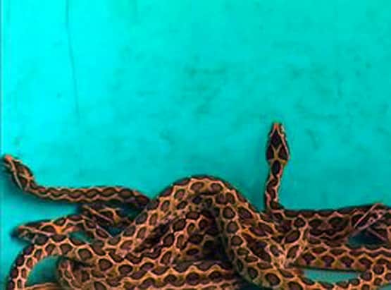 'सबसे जहरीले सांप' ने दिया 33 बच्चों को जन्म, फोटो हुई वायरल