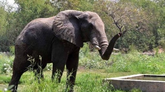 पन्ना टाइगर रिजर्व में हाथी ने रेंजर को पटक-पटक कर मार डाला