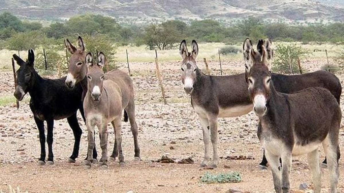 Donkey File Photo 