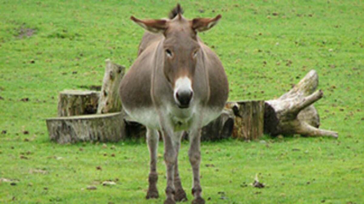 Donkey File Photo Donkey File Photo