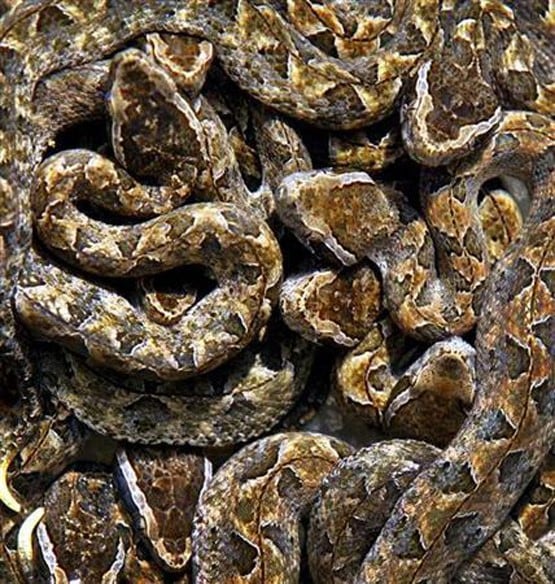 'सबसे जहरीले सांप' ने दिया 33 बच्चों को जन्म, फोटो हुई वायरल