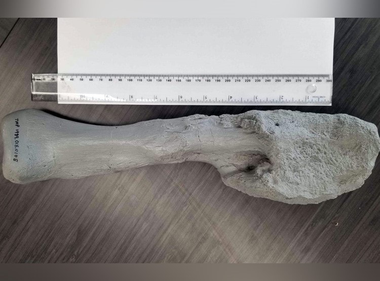 डायनासोर को भी होता था कैंसर, जानें हैरान करने वाले खुलासे